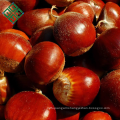sweet fresh chestnuts with best price